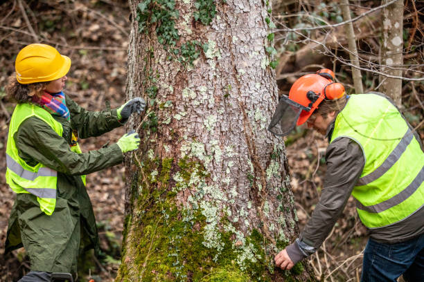 Trusted Camp Point, IL Tree Care Experts