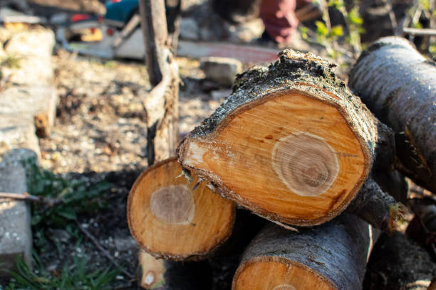 Best Stump Grinding and Removal  in Camp Point, IL